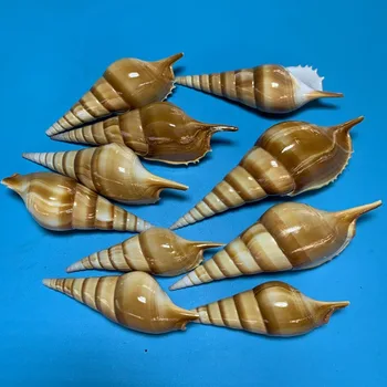 Golenice Martinis Naravnih Lupini Conch Fish Tank Krajine Odvzem Obrt Proizvodnje Lupine Morskih Doma Dekor