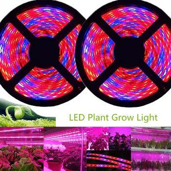 5m Ffs LED Grow Light 12V Celoten Spekter LED Raste Diod Trak Lučka 5050 LED Trak Rastlin Phytolampy IP65 Prilagodljiv Akvarij